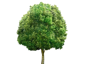 Plant HD Green Plant Tree 3d model