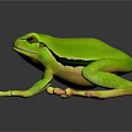 Green Tree Frog With Black Stripe Large Eyes And Suckers On Dark Surface