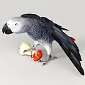 Blue Gray Parrot with Spread Wings Holding a Red and Yellow Apple