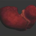 Abdominal Organ Human Liver Red Colored Anatomical Structure With Smooth Surface Isolated On Black Background