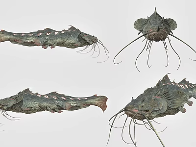 Reptile Specimens With Long Whiskers Scaly Bodies And Multiple Display Angles 3d model