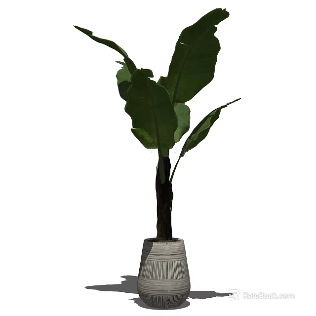 Modern Bonsai Potted Plant With Large Green Leaves And Textured Pot 3d model 