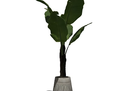Modern Bonsai Potted Plant With Large Green Leaves And Textured Pot 3d model