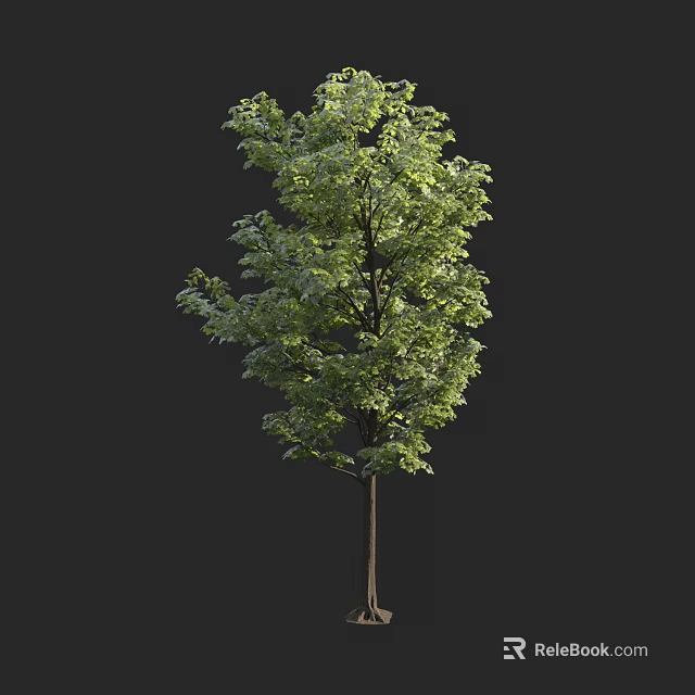 Green Leafy Arbor With Strong Trunk Standing Against Dark Background 3d model 