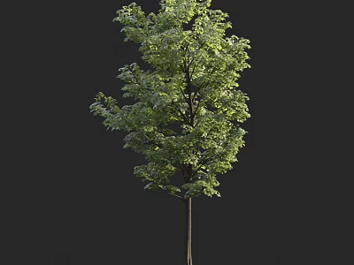 Green Leafy Arbor With Strong Trunk Standing Against Dark Background 3d model