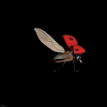 Beautiful Red Flying Ladybug With Black Spots And Transparent Wings