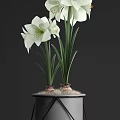 White Amaryllis Flowers In Black Geometric Pot With Pebbles And Green Stems