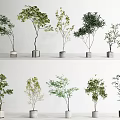 Bonsai Potted Plants With Various Tree Shapes Green Leaves Gray White Pots On White Background