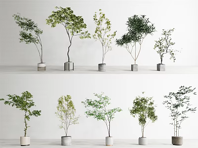 Bonsai Potted Plants With Various Tree Shapes Green Leaves Gray White Pots On White Background 3d model