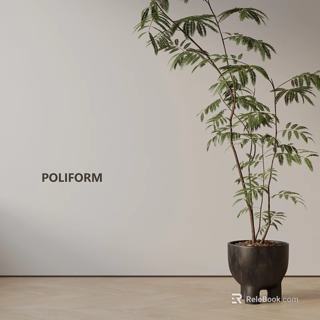Elegant Potted Bonsai Plant In Black Pot Against Light Wall Background 3d model 