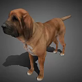 Brown Large Dog Standing With Floppy Ears On Gray Background 3d model