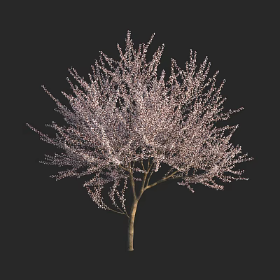 Graceful Arbor with Abundant Pink Blossoms and Stretching Branches Against Black Background 3d model