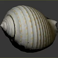 Marine animal with white spiral shell featuring yellow spots and stripes on dark background