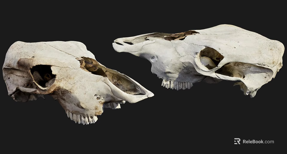 White Animal Skull Models for Medical Education on Black Background 3d model 
