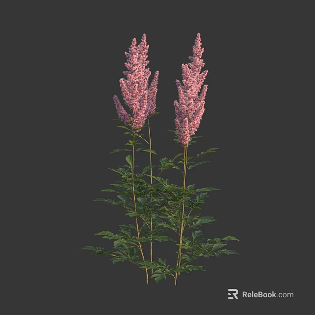 Tall Pink Feathery Flowers With Green Leaves And Stems On Dark Background 3d model 