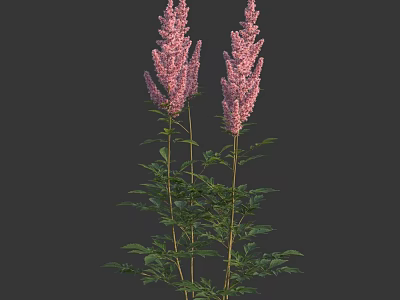 Tall Pink Feathery Flowers With Green Leaves And Stems On Dark Background 3d model
