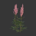 Tall Pink Feathery Flowers With Green Leaves And Stems On Dark Background