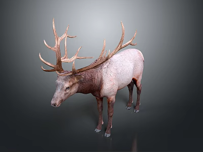 Realistic 3D Model of Elk With Large Antlers and White Brown Body 3d model