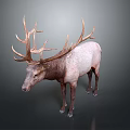 Realistic 3D Model of Elk With Large Antlers and White Brown Body