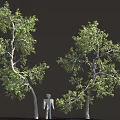 3D Render Of Two Trees With Green Foliage And White Human Figure