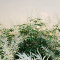 Lush Green Shrubs With Fresh Leaves And White Ferns In Sunlit Outdoor Garden