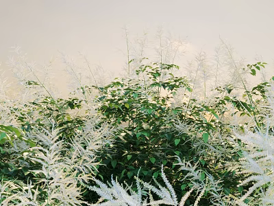 Lush Green Shrubs With Fresh Leaves And White Ferns In Sunlit Outdoor Garden 3d model