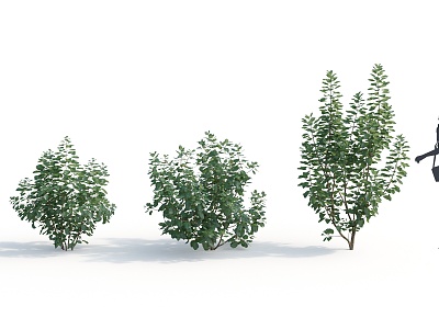 Modern Shrub Plant model