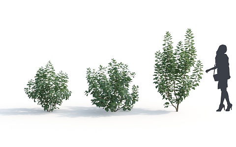 Modern Shrub Plant 3d model