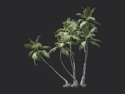 Tropical Palm Trees With Lush Green Fronds And Tall Trunks In Natural Setting 3d model