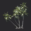 Tropical Palm Trees With Lush Green Fronds And Tall Trunks In Natural Setting