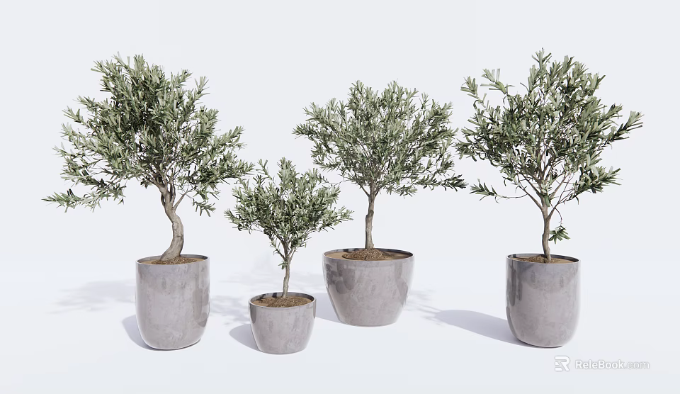 Olive Tree Bonsai Plants In Concrete Pots With Various Sizes On White Background 3d model 
