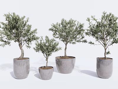 Olive Tree Bonsai Plants In Concrete Pots With Various Sizes On White Background 3d model