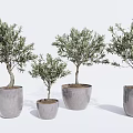 Olive Tree Bonsai Plants In Concrete Pots With Various Sizes On White Background