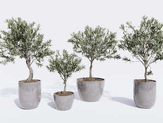 Modern potted plants potted small trees 3d model