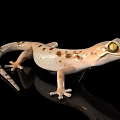 Light Colored Spotted Gecko With Yellow Eyes On Black Shiny Surface