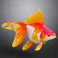 Orange Red And White Goldfish With Vibrant Yellow Fins And Tail Swimming Against Gray Background