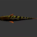 Vibrant Perch Fish With Yellow Black Stripes And Red Fins Tail On Dark Background