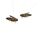 Two Brown Spotted Cicadas With Intricate Wing Patterns On White Surface 3d model