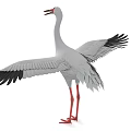 White Stork With White Feathers Red Beak Red Legs And Outstretched Wings
