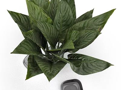 Lush Green Leafy Plant in Transparent Glass Vase with Black Base for Home Decor 3d model