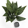 Lush Green Leafy Plant in Transparent Glass Vase with Black Base for Home Decor