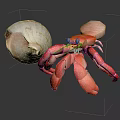 Pink And White Hermit Crab Carrying Shell As Aquatic Animal Display Piece