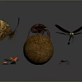 Colorful Insects Including Blue Butterfly Dung Beetle Dragonfly Ladybugs And Red Bugs On Dung Ball