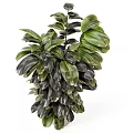 Bonsai Potted Plants With Lush Green Broad Leaves And Different Shapes In White Pots
