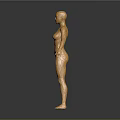 Golden Human Figure Sculpture With Circuit Mechanical Texture Standing Pose And Gray Gradient Background