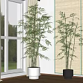 Lush Green Bamboo Bonsai Plants In White And Black Pots For Indoor Window Side Decor