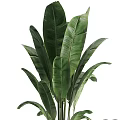 Decorative Large Green Plant with Broad Leaves in White Planter for Garden Accent