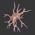 3D Model of Biological Neuron with Dendritic Branches and Organ Structure 3d model