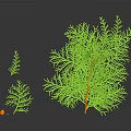 Leafy Green Plants Of Different Sizes With Small Orange Fruits On Dark Background With Reflections