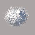 Spiny Spherical Pufferfish A Unique Aquatic Animal With Textured Body And Sharp Spines